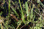 Florida lobelia